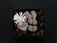 Lithops salicola C351